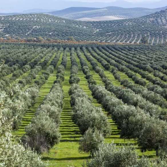 Olive Oil Castillo de Canena Demeter Biodynamic