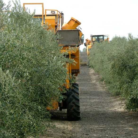 Olive Oil Casas de Hualdo - Sensación, Caracter