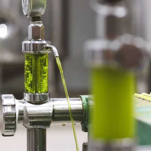 Organic Olive Oil Finca la Torre One Organic Twins
