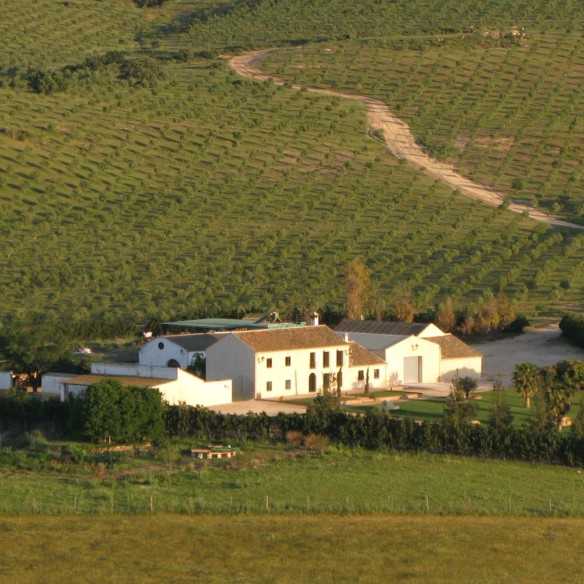 Finca la Torre Organic Olive Oil Selección Hojiblanca 500 ml