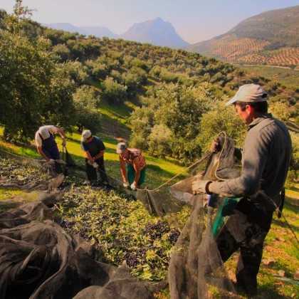 Olive Oil Venta del Barón 2,5 L - Olive oil - Venta del Barón 2