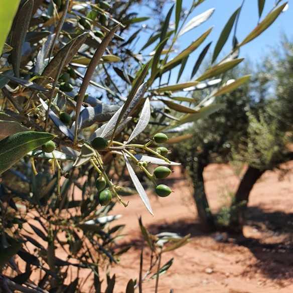 Picual water house | Extra virgin olive oil 500ml