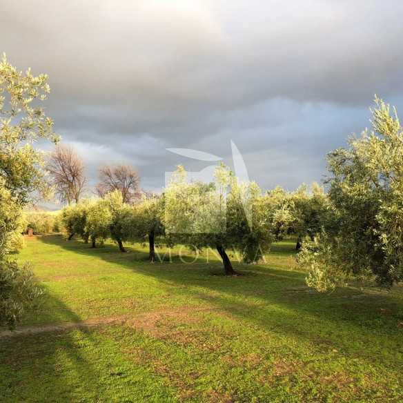 Huerta Los Caños Organic Olive Oil 500 ml – MONVA Picual from Jaén