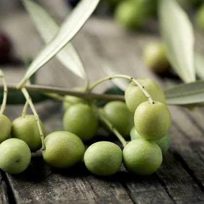Arbequina olive oil with basil La Masrojana 250ml - Flavoured olive oil - La Masrojana 2