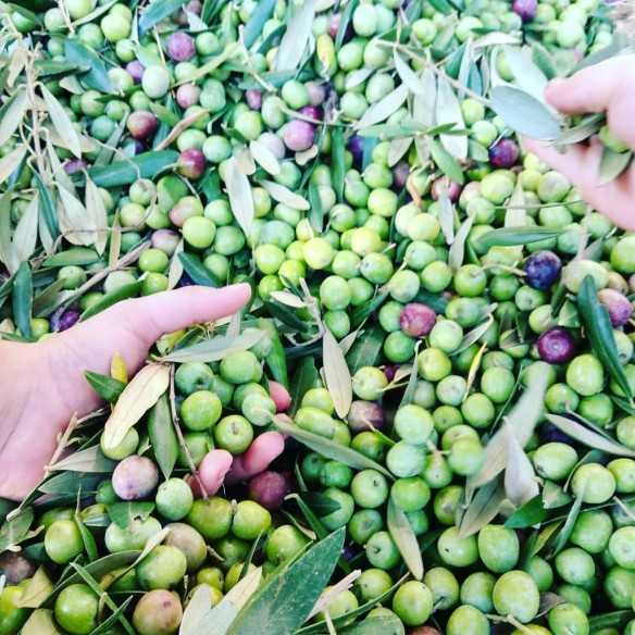 La Masrojana - Arbequina olive oil with lemon