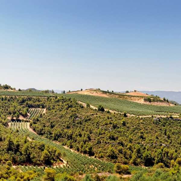La Masrojana - Olio d'oliva Arbequina con aglio