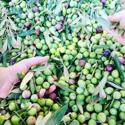 Gazpacha Olives La Masrojana 220g - Olives - La Masrojana 2