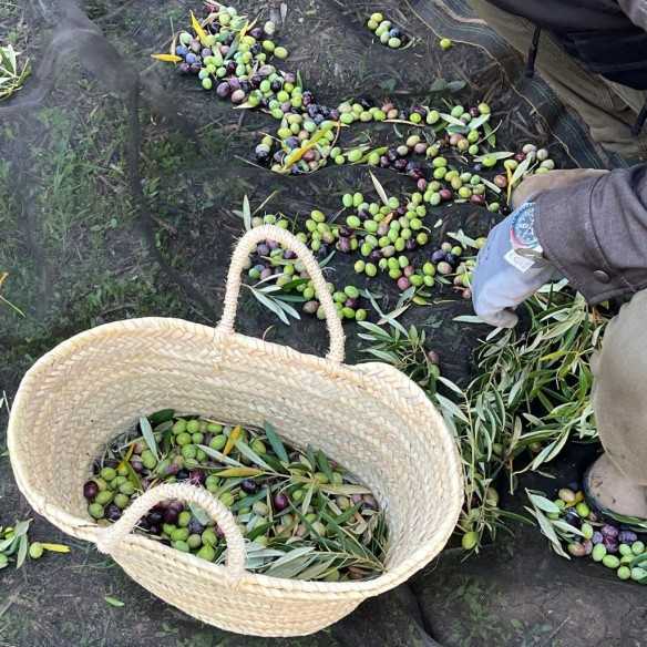 O-Med | Extra virgin olive oil with black truffle