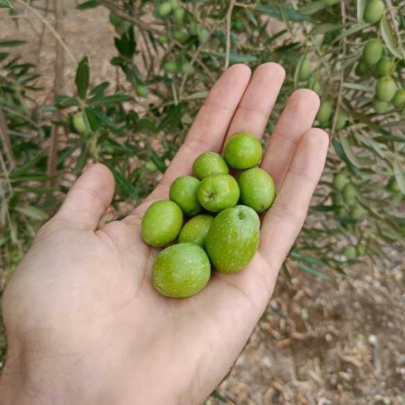 O-Med | Extra virgin olive oil with white truffle
