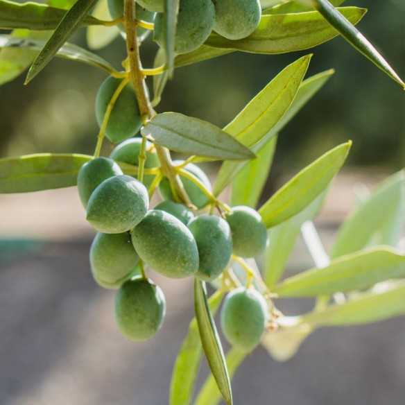 Verde Esmeralda Imagine Olive Oil Set - Discover Spain's olive oils