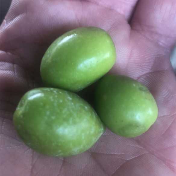 Organic Olive Oil Oro del Desierto Lechin