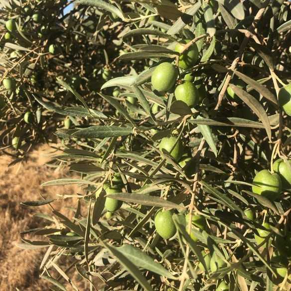 Organic Olive Oil Oro del Desierto Lechin