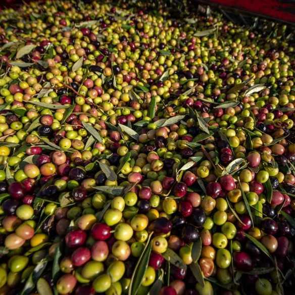 Molí Coloma Arbequina Olive Oil Extra Native - 500 ml