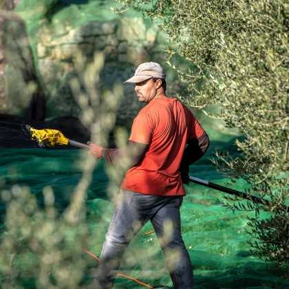 Flor d'Oli Arbequina Olive Oil - First Harvest | Molí Coloma La Boella 2