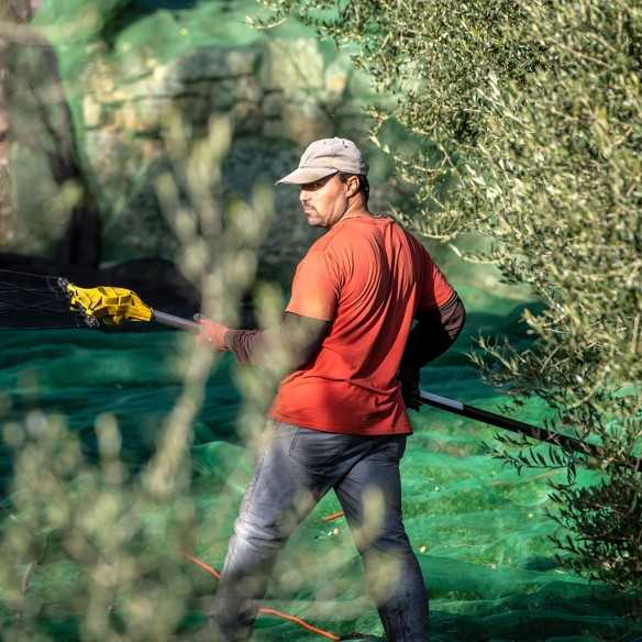 Flor d'Oli Arbequina Olive Oil - First Harvest | Molí Coloma La Boella