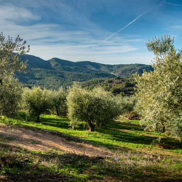 Flor d'Oli Arbequina Olive Oil - First Harvest | Molí Coloma La Boella