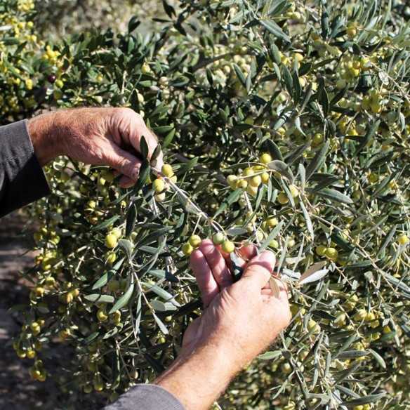 Oleoestepa Hojiblanca Olive Oil P.D.O. Estepa - 500 ml