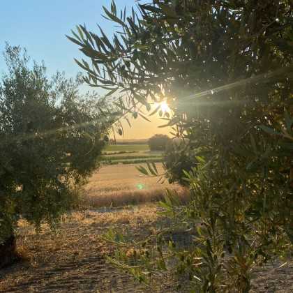 Olive Oil O-Med UV Arbequina 500ml - Olive oil - O-Med 2