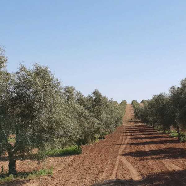 Entre Caminos Early Harvest Organiczny olej Hojiblanca 500 ml
