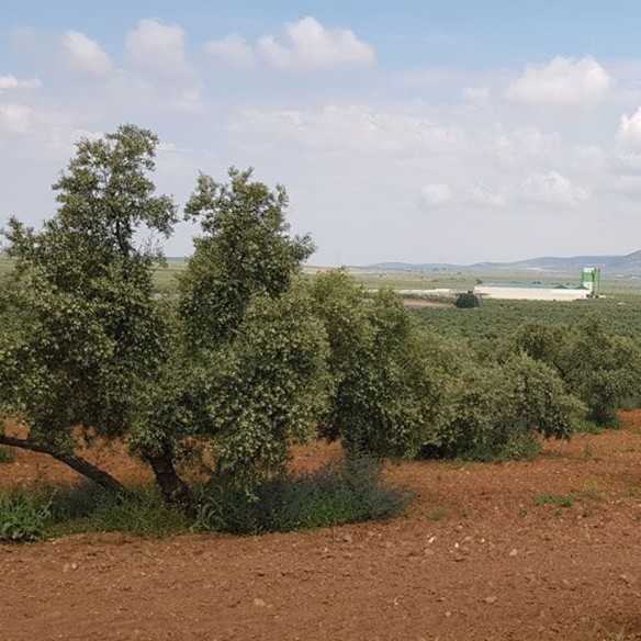 Entre Caminos | Early Harvest Olive Oil Hojiblanca | 500 ml
