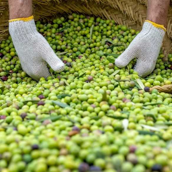 Elixir Cuadrat Valley Deshuesado Bio | The best Arbequina olive oil
