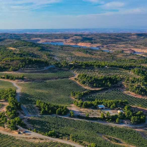 Élixir de Cuadrat Valley dénoyauté | Meilleure huile d’arbequina biologique