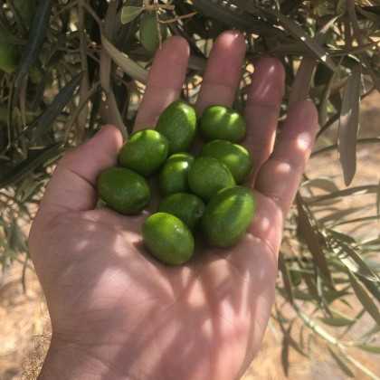 Olive Oil Oro del Desierto Picual 500 ml - Organic olive oil - Oro del Desierto 2