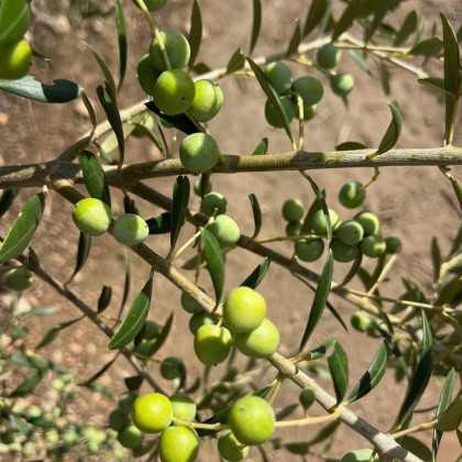 Olio d’oliva Olis Sole mas tarrés Siurana Arbequina 500 ml 2