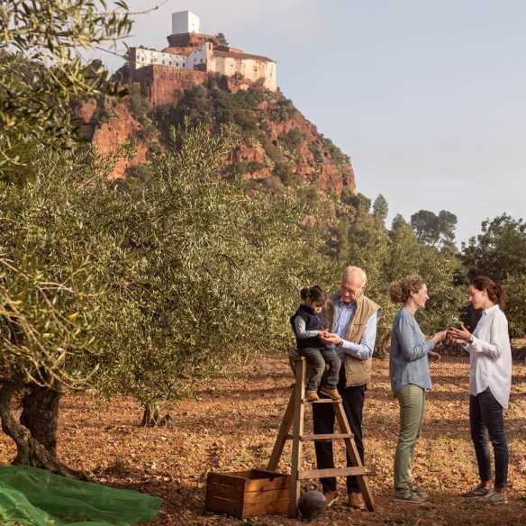Olis Solé Mas Tarrés BIO Arbequina 500 ml | Organiczna oliwa z oliwek