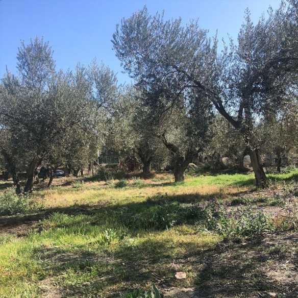 Organic Olive Oil Oro del Desierto Coupage - 100  ml