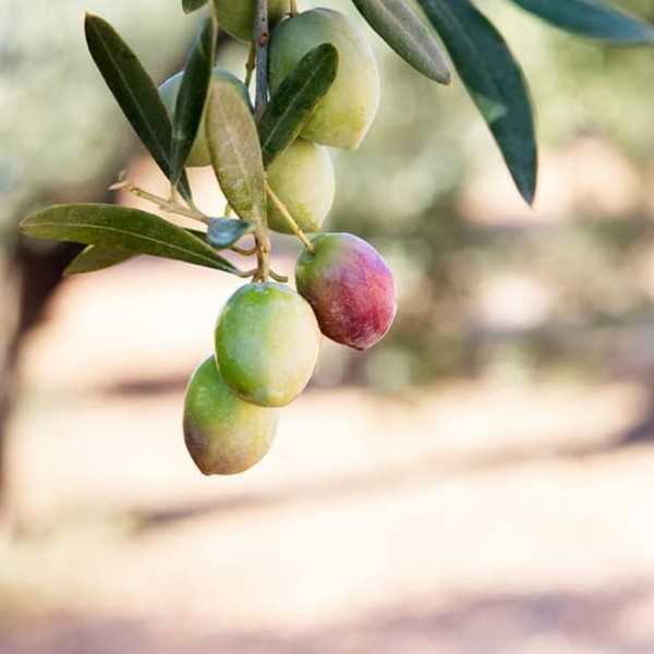 Oro Bailén Picual 100 ml | Intense & award-winning EVOO