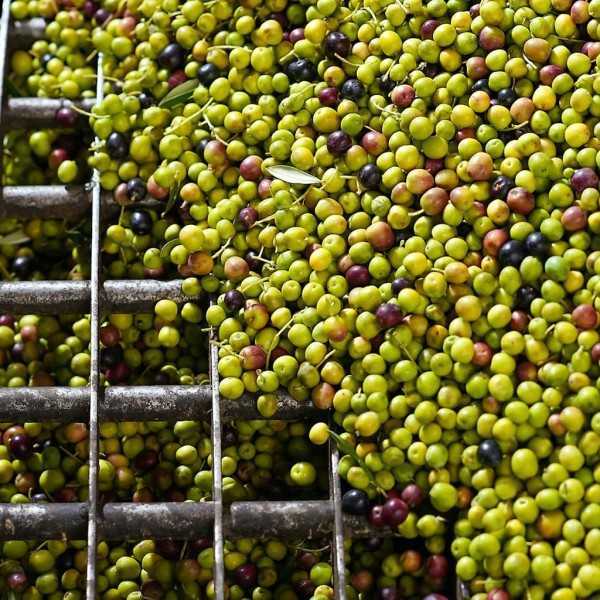 Cuadrat Valley Bio-Arbequina 5L Bag in Box | DOP Les Garrigues