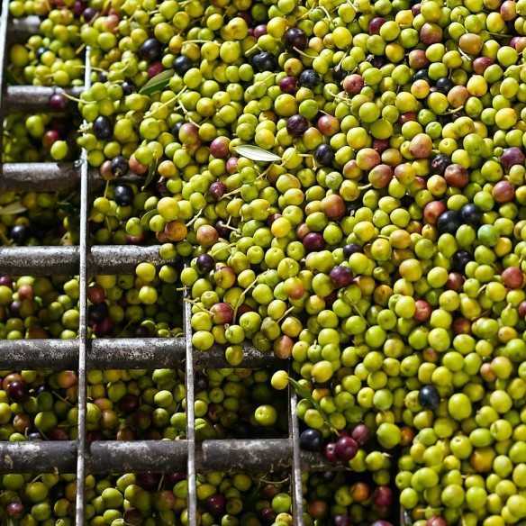 Cuadrat Valley Bio-Arbequina 5L Bag in Box | DOP Les Garrigues