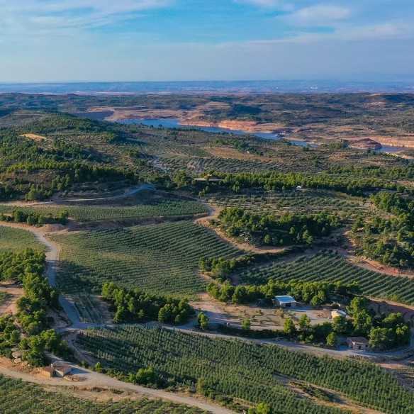 Cuadrat Valley Bio-Arbequina 5L Bag in Box | DOP Les Garrigues