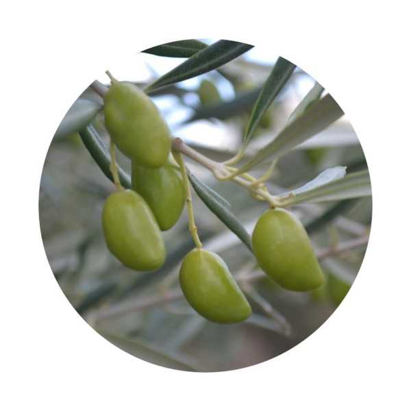 Olive Oil Casas de Hualdo - Cornicabra 500ml - Olive oil - Casas de Hualdo