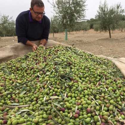 Bravoleum Erster Erntetag 500 ml | Hochintensives Frühlese-Olivenöl 2