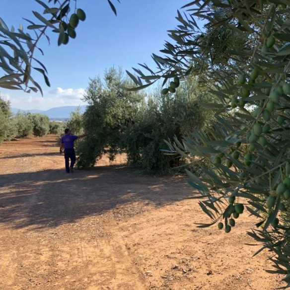 Bravoleum First Day of Harvest 500 ml | High-Intensity Early Harvest EVOO