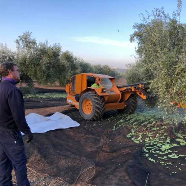 Bravoleum First Day of Harvest 500 ml | High-Intensity Early Harvest EVOO