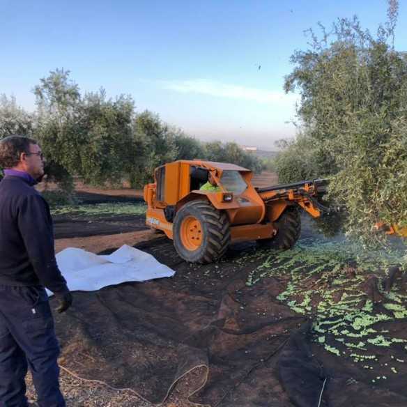 Bravoleum First Day of Harvest 500 ml | High-Intensity Early Harvest EVOO