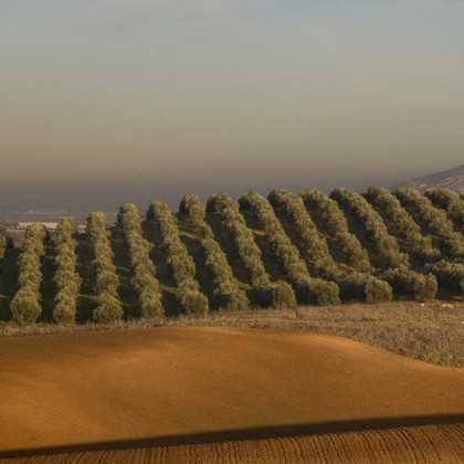 Olive oil Marques de Valdueza 500ml - Olive oil - Marqués de Valdueza 2