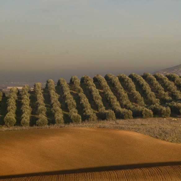 Olive oil Marques de Valdueza 500ml - Olive oil - Marqués de Valdueza