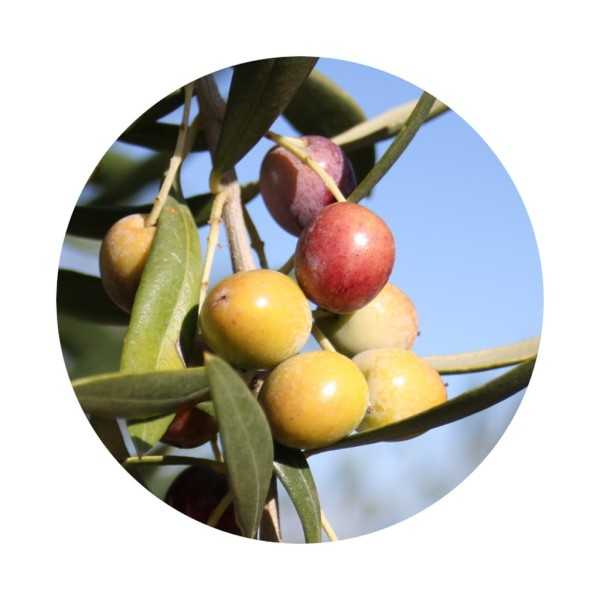 Oliwa z oliwek Casas de Hualdo - Arbequina 500ml - Oliwa z oliwek - Casas de Hualdo