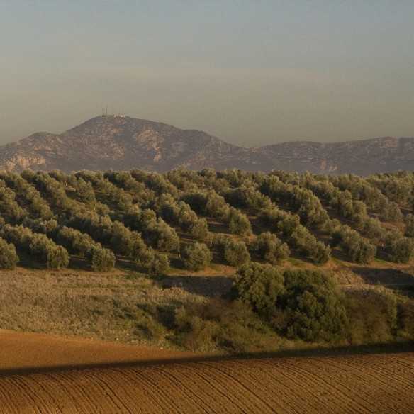 Olive oil Marques de Valdueza 500ml - Olive oil - Marqués de Valdueza