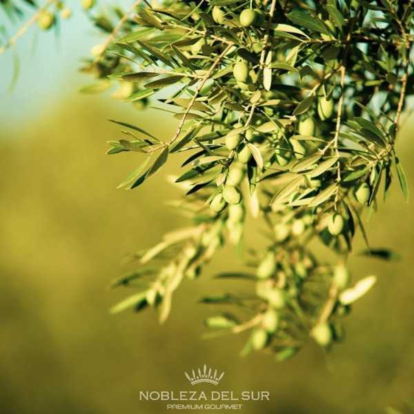 Nobleza del Sur Flor de Abeja Arbequina 500 ml – Huile d’Olive Douce & Fruitée