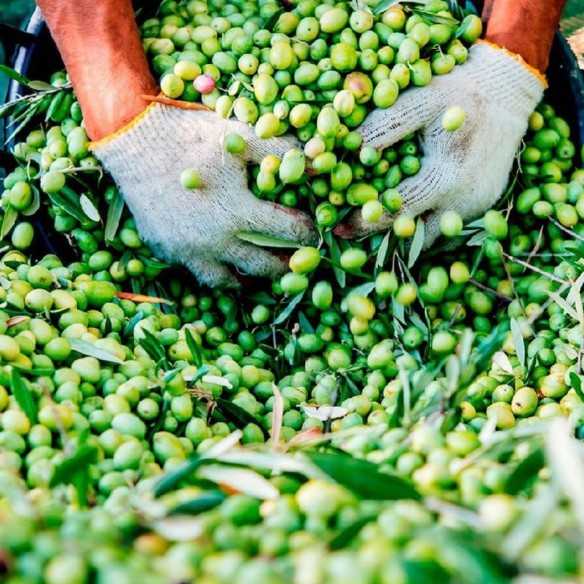 Organic Olive Oil Almaoliva BIO 3l - Organic olive oil - Almazaras de la Subbetica
