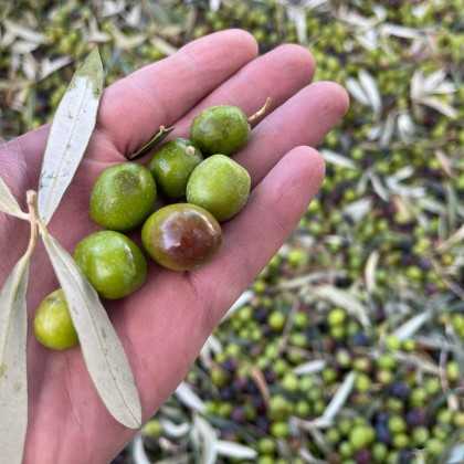 Organic Olive Oil Señoríos de Relleu organic 500ml - Olive oil - Senoríos de Relleu 2
