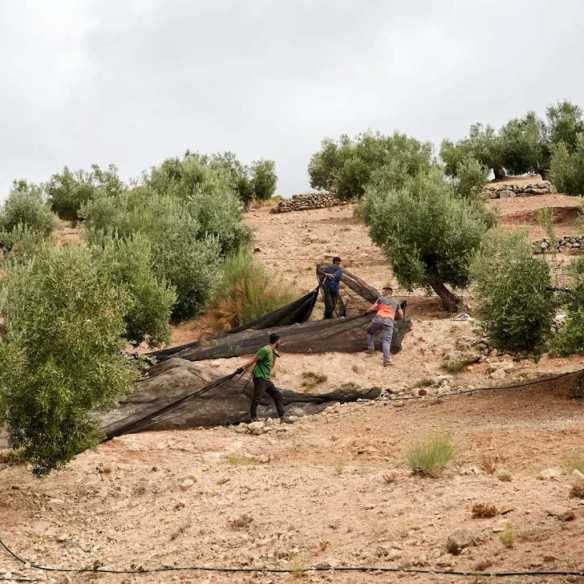 Melgarejo Premium Frantoio Oliwa Extra Virgin 500 ml