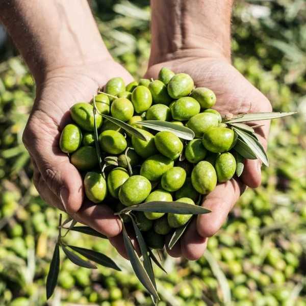 Melgarejo Premium Hojiblanca Extra Virgin Olive Oil 500 ml