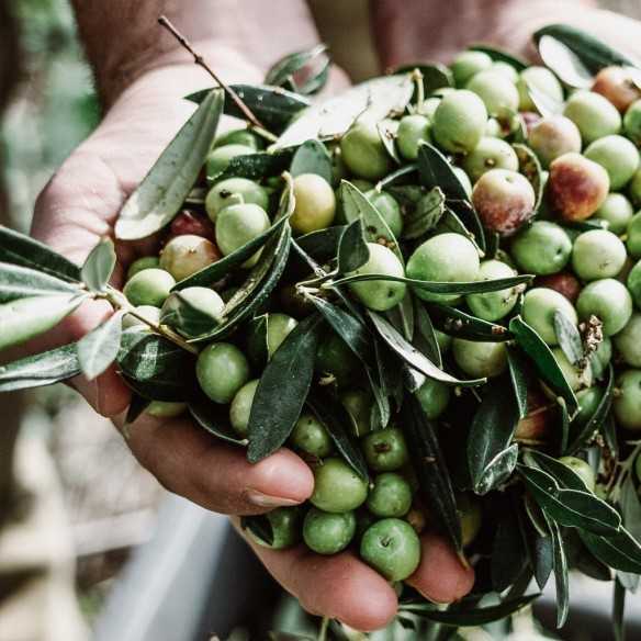 Huile d’Olive Merula 500ml - Huile d'olive extra vierge - Marqués de Valdueza