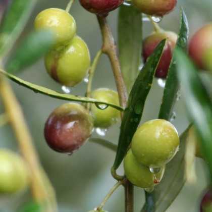 Oliwa Ekologiczna Finca Duernas 500ml | Arbequina & Picual Filtrowana 2